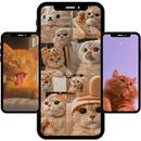 Katten wallpapers-APK
