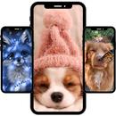 Tatlı hayvan duvar kağıdı APK