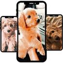 Hondenpuppy's behang-APK