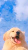 Dog Puppies Wallpaper ポスター