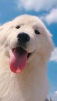 Dog Puppies Wallpaper スクリーンショット 2