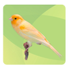 Top Birds Ringtones 2 APK