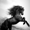 Horse Wallpapers 4K HD APK