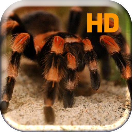 Tarantula Spider Attack Live