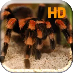 Tarantula Spider Attack Live アプリダウンロード