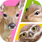 Little Animal Puzzles icon