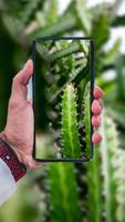 Succulent Wallpaper 海報