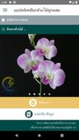 Orchid Hybrids กล้วยไม้ลูกผสม Affiche