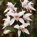 Wild Orchid - กล้วยไม้ป่า APK