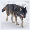THE WOLF ODDS APK