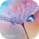 The most beautiful flower of the dewdrop theme APK