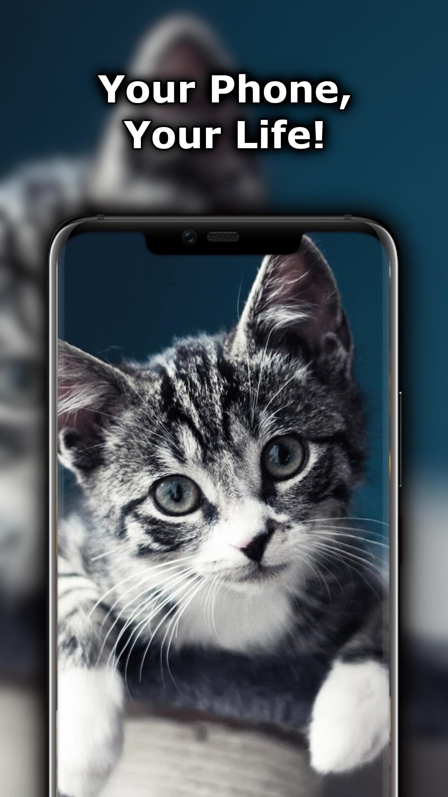 Fond D Ecran Chaton Pour Android Telechargez L Apk