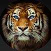 Tiger Tips APK