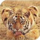 Tiger Live Wallpaper APK