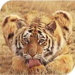 Tiger Live Wallpaper