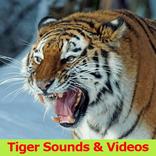 Tiger Sounds