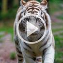 Tiger Video Wallpaper RDT APK