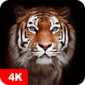 Tiger Wallpapers 4K