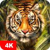 Tigres Fonds d'écran 4K