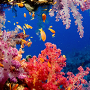 Світ Червоного моря: риби та і aplikacja
