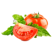 TÉLÉCHARGER TOMATO YOUTUBE VIDEO DOWNLOADER 2.4.8 2.4.8 DOWNLOADER TOMATO YOUTUBE TÉLÉCHARGER VIDEO