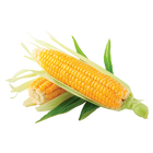 Кукуруза: от «А» до «Я» biểu tượng