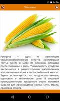 Кукуруза: от «А» до «Я» स्क्रीनशॉट 1