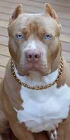 Hình nền Pitbull ảnh chụp màn hình 1
