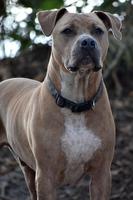 Hình nền Pitbull ảnh chụp màn hình 2