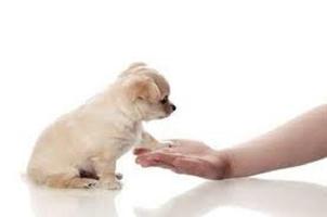 tips for training puppies penulis hantaran