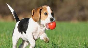 برنامه‌نما tips for training puppies عکس از صفحه