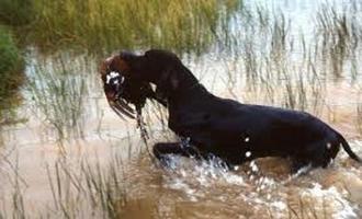 conseils pour la formation de chiots capture d'écran 2