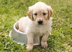 tips for training puppies syot layar 3