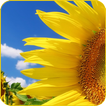 Good Morning. Verse, postcard icon