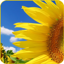 Доброе утро: Открытки и Стихи APK
