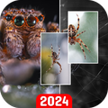 SpiderArt: Spider Wallpapers