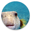 Tropical Fish Encyclopedia