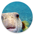Tropical Fish Encyclopedia APK
