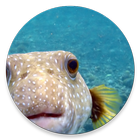 Tropical Fish Encyclopedia biểu tượng