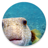 Tropical Fish Encyclopedia icône