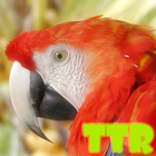 parrot live wallpaper icon