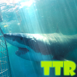 papéis de parede vivo dos tubarões