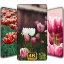 Tulip Wallpspers- Tulips Background- Hot Ringtone APK