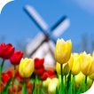Tulips Live Wallpaper