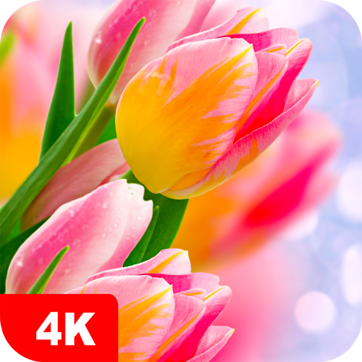 Hintergrundbilder mit Tulpe 4K