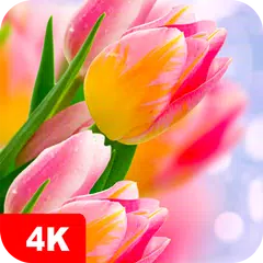 Tulip Wallpapers 4K APK 下載