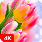 Tulipes Fonds d'écran 4K icône