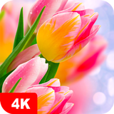 Fondos de pantalla con tulipán icono