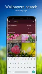 Tulip Wallpapers 4K XAPK download