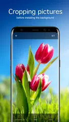 Tulip Wallpapers 4K XAPK download